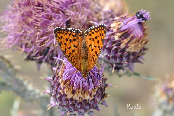 Großer Perlmutterfalter (Argynnis aglaja)